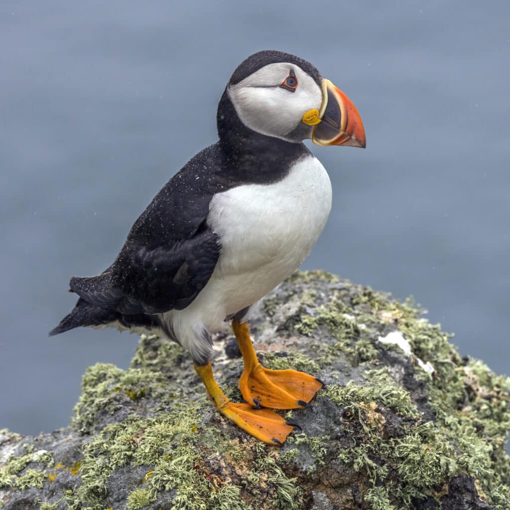 puffin standing on rock with sea in background