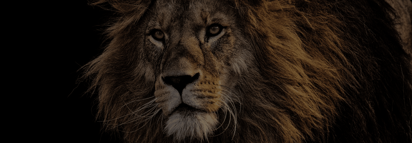 A captivating animal profile features a close-up of a lion's face, its prominent mane standing majestically against a dark background.