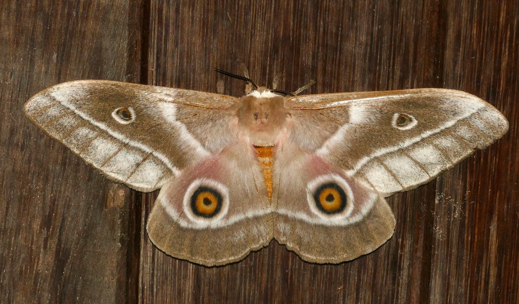 Day 48 : Mopane Emperor Moth (Gonimbrasia belina) female … Day 48 : Mopane Emperor Moth (Gonimbrasia belina) female …