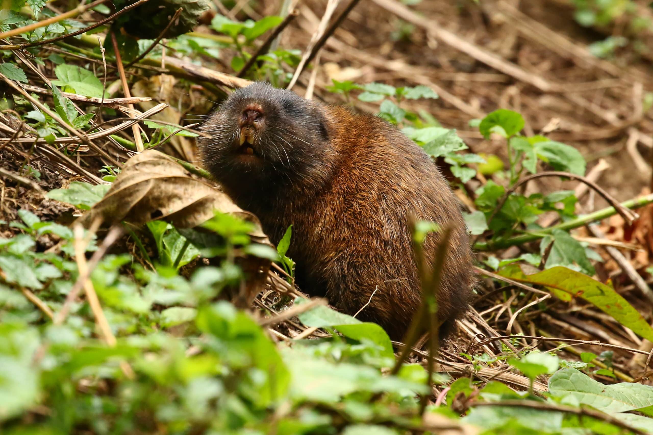 Mole