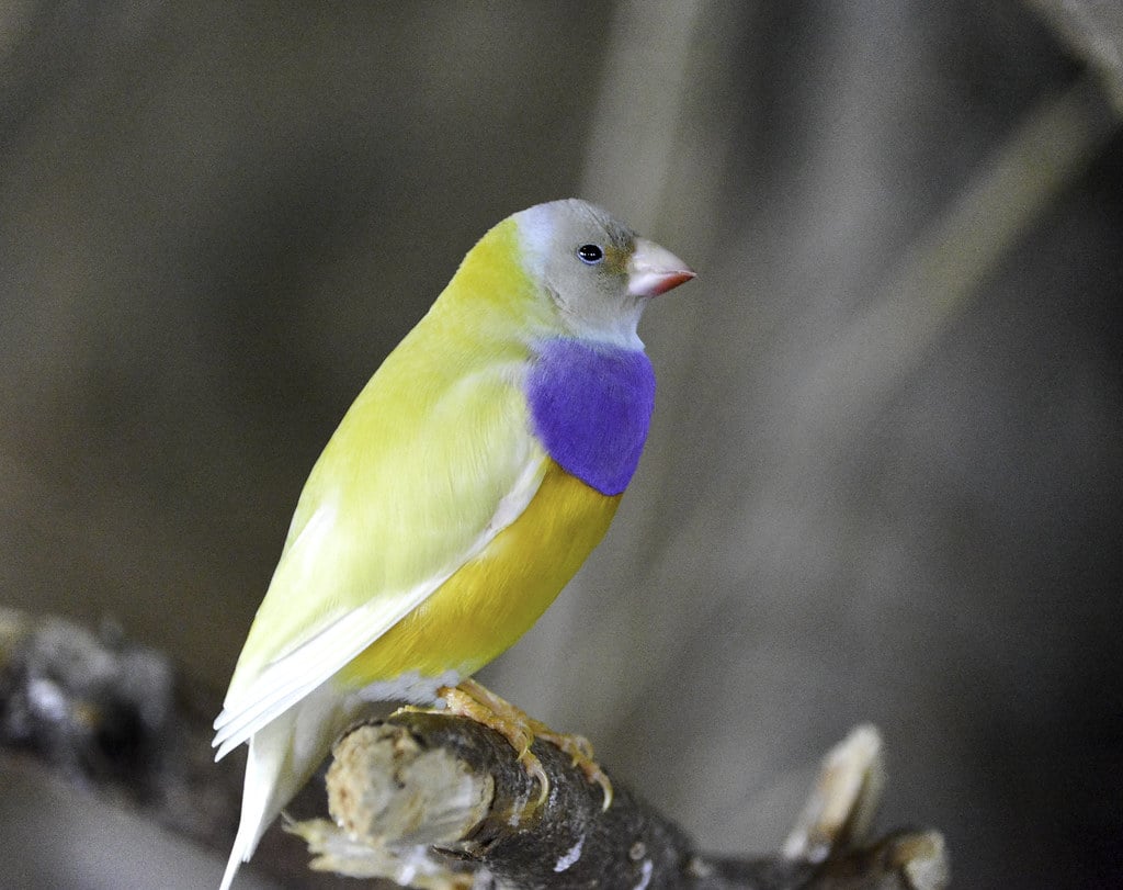 Australian Dilute Finch