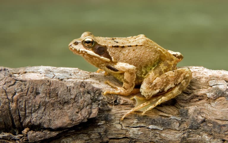European Common Frog Rana temporaria European Common Frog Rana temporaria