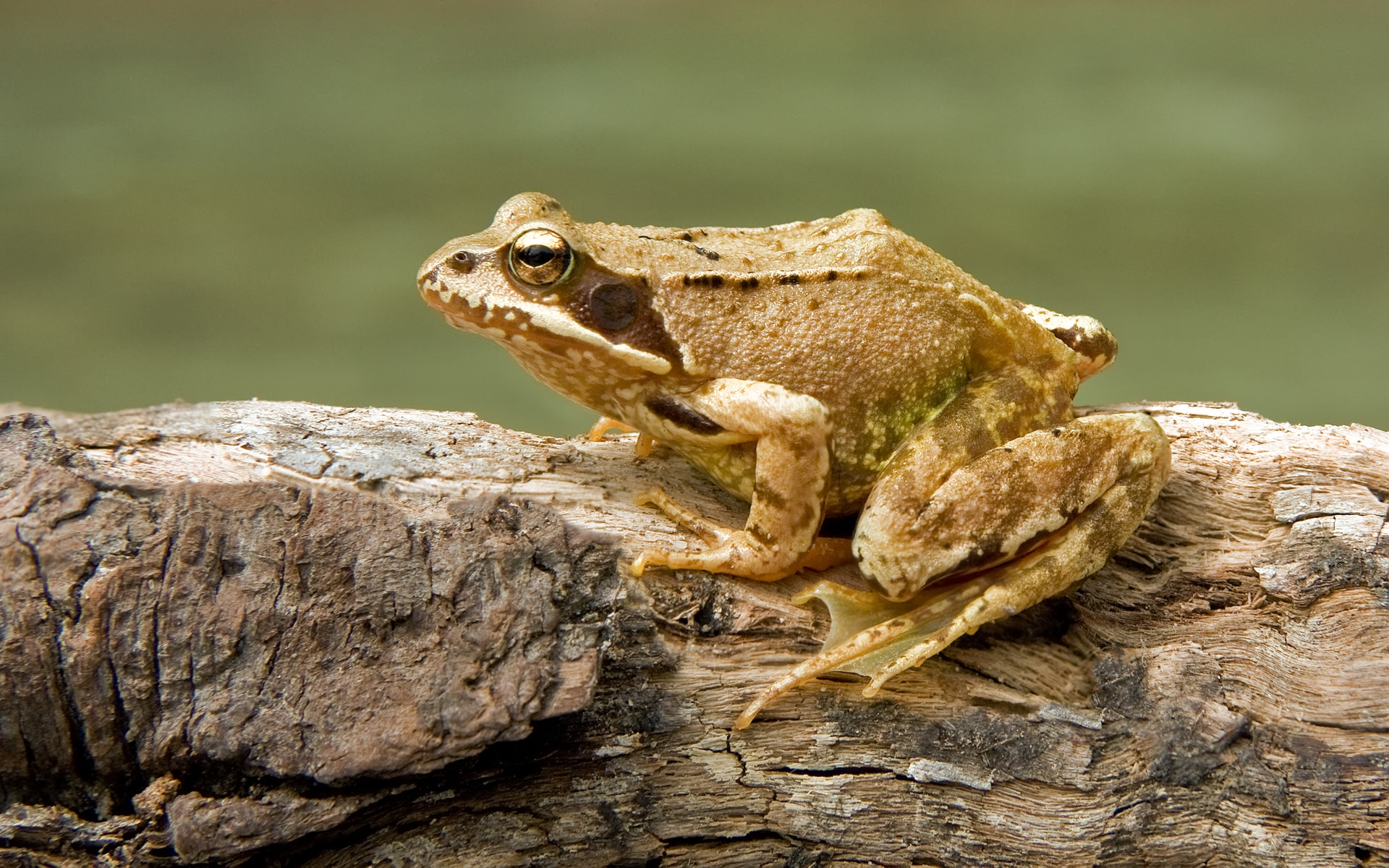 European Common Frog Rana temporaria European Common Frog Rana temporaria