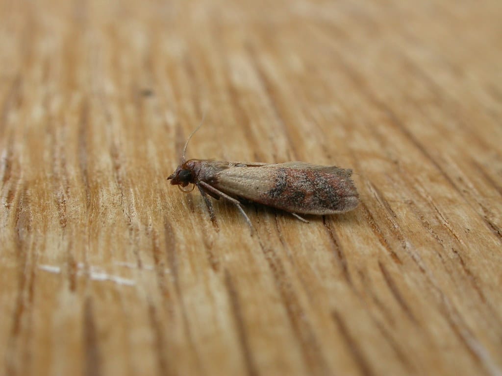 Plodia interpunctella Plodia interpunctella