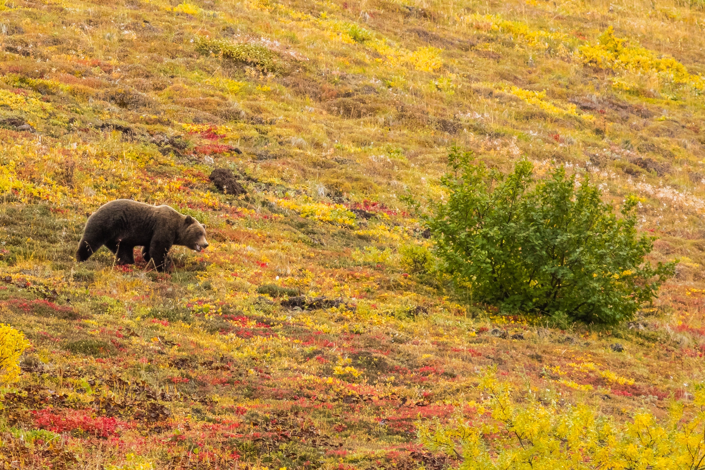 File:Oso gris (Ursus arctos horribilis), Parque nacional y reserva Denali, Alaska, Estados Unidos, 2017-08-30, DD 77.jpg File:Oso gris (Ursus arctos horribilis), Parque nacional y reserva Denali, Alaska, Estados Unidos, 2017-08-30, DD 77.jpg