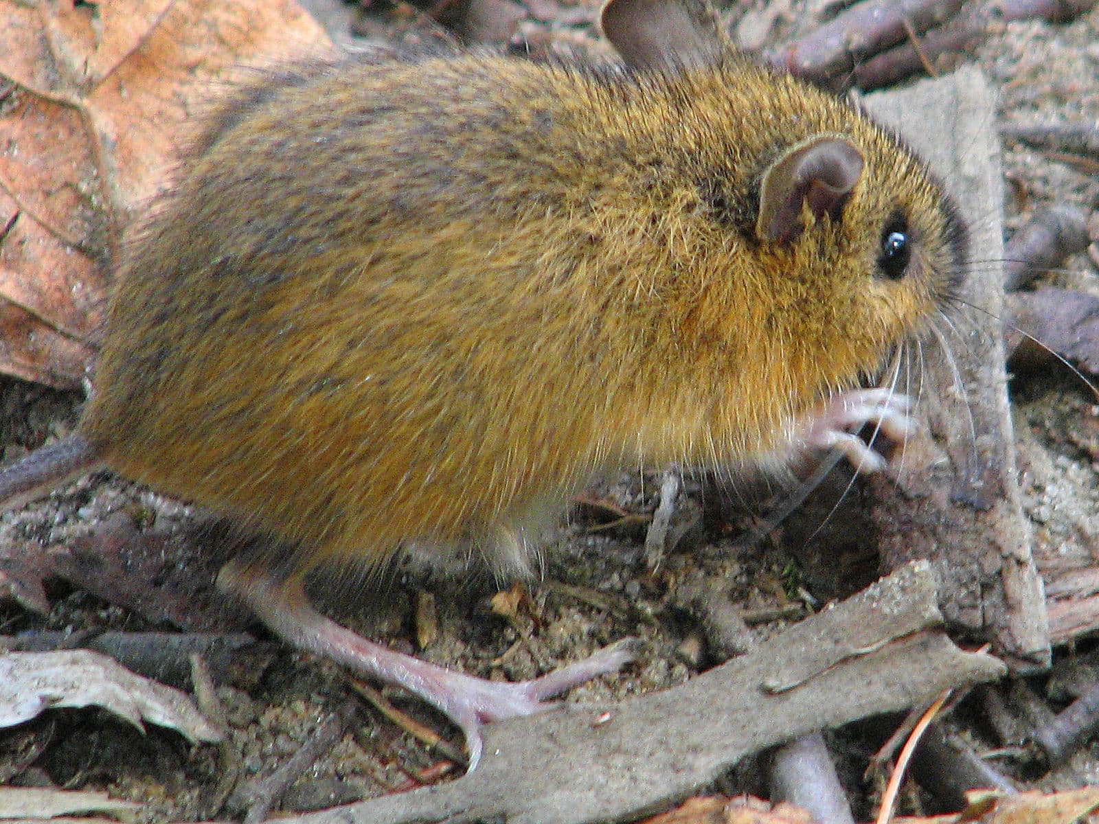 Woodland jumping mouse-closeup Woodland jumping mouse-closeup