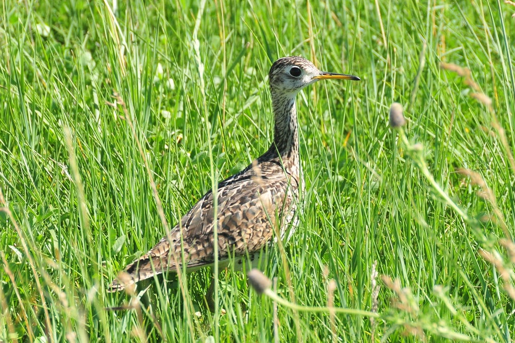 Upland sandpiper Upland sandpiper
