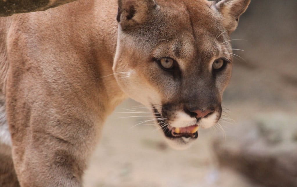 Cougar Cougar