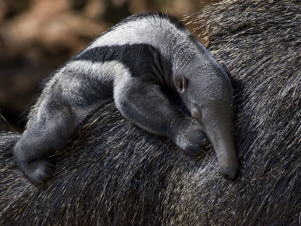 National Zoo Giant Anteater Baby