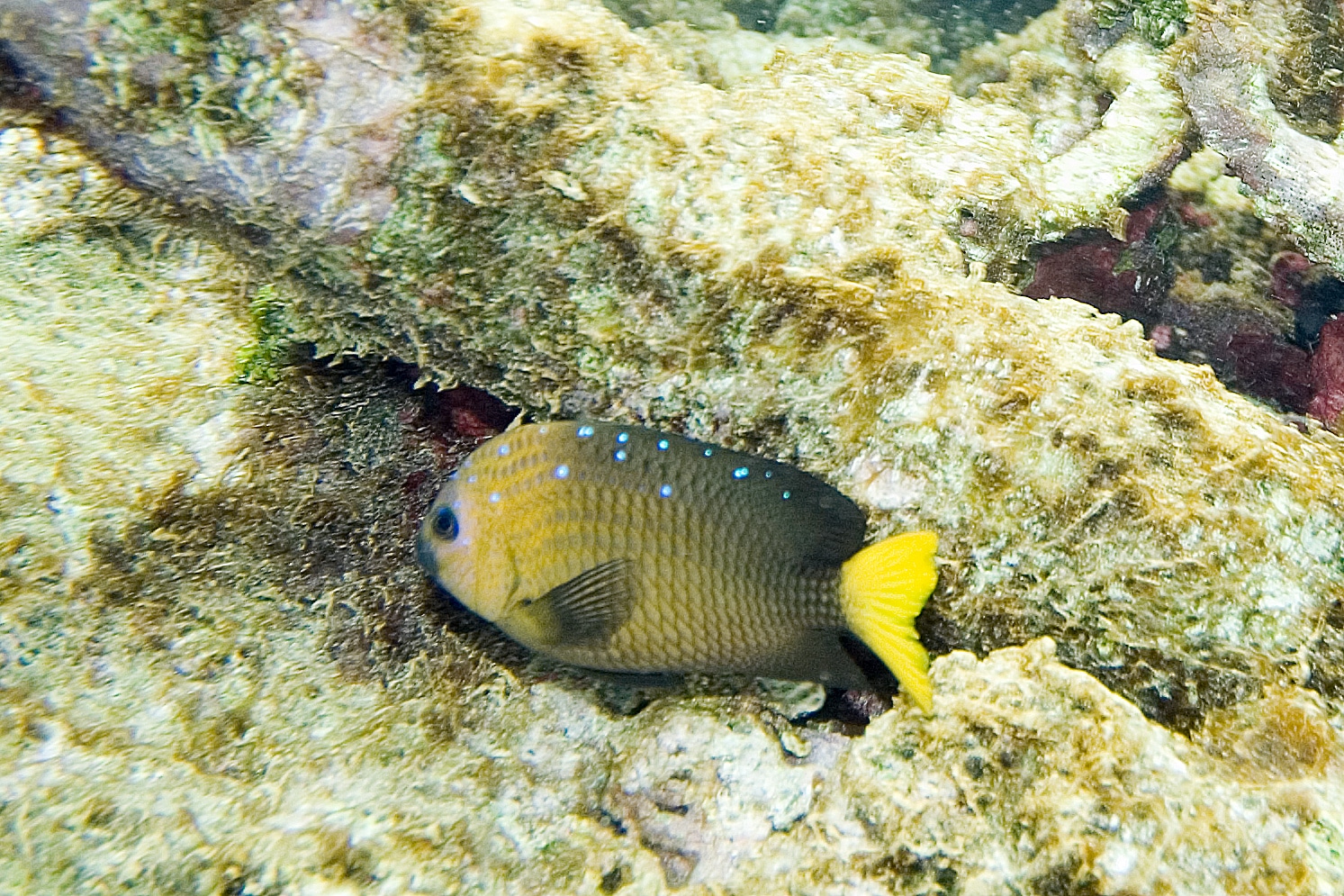 Yellowtail damselfish Microspathodon chrysurus (4657125482) Yellowtail damselfish Microspathodon chrysurus (4657125482)