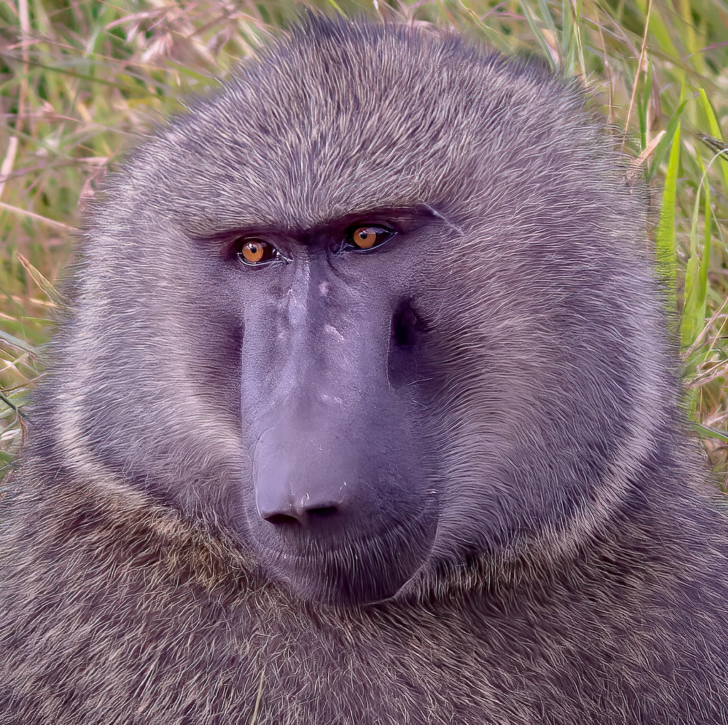 Male Olive Baboon, Maasai Mara