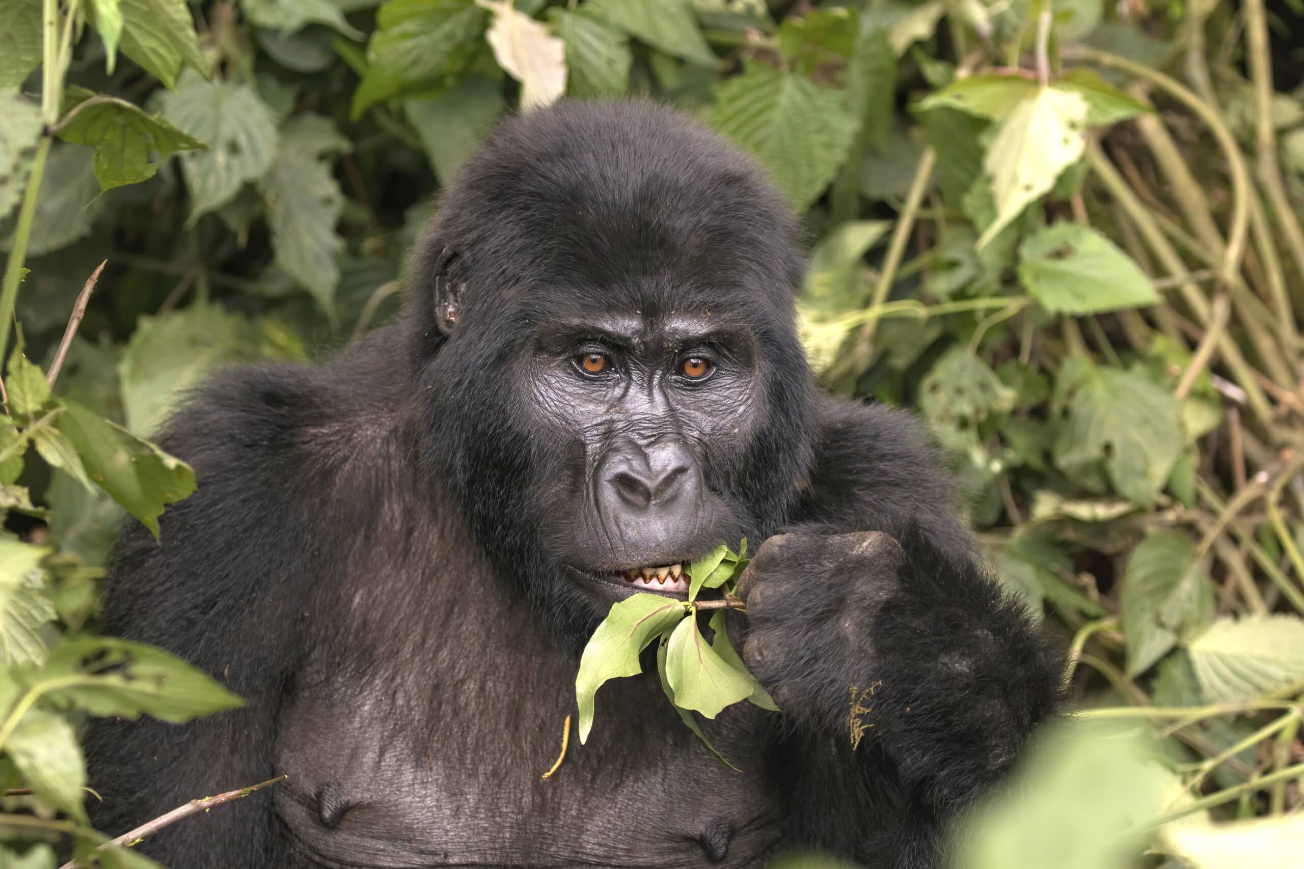 Mountain gorilla (Gorilla beringei beringei) eating