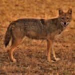 Jackal