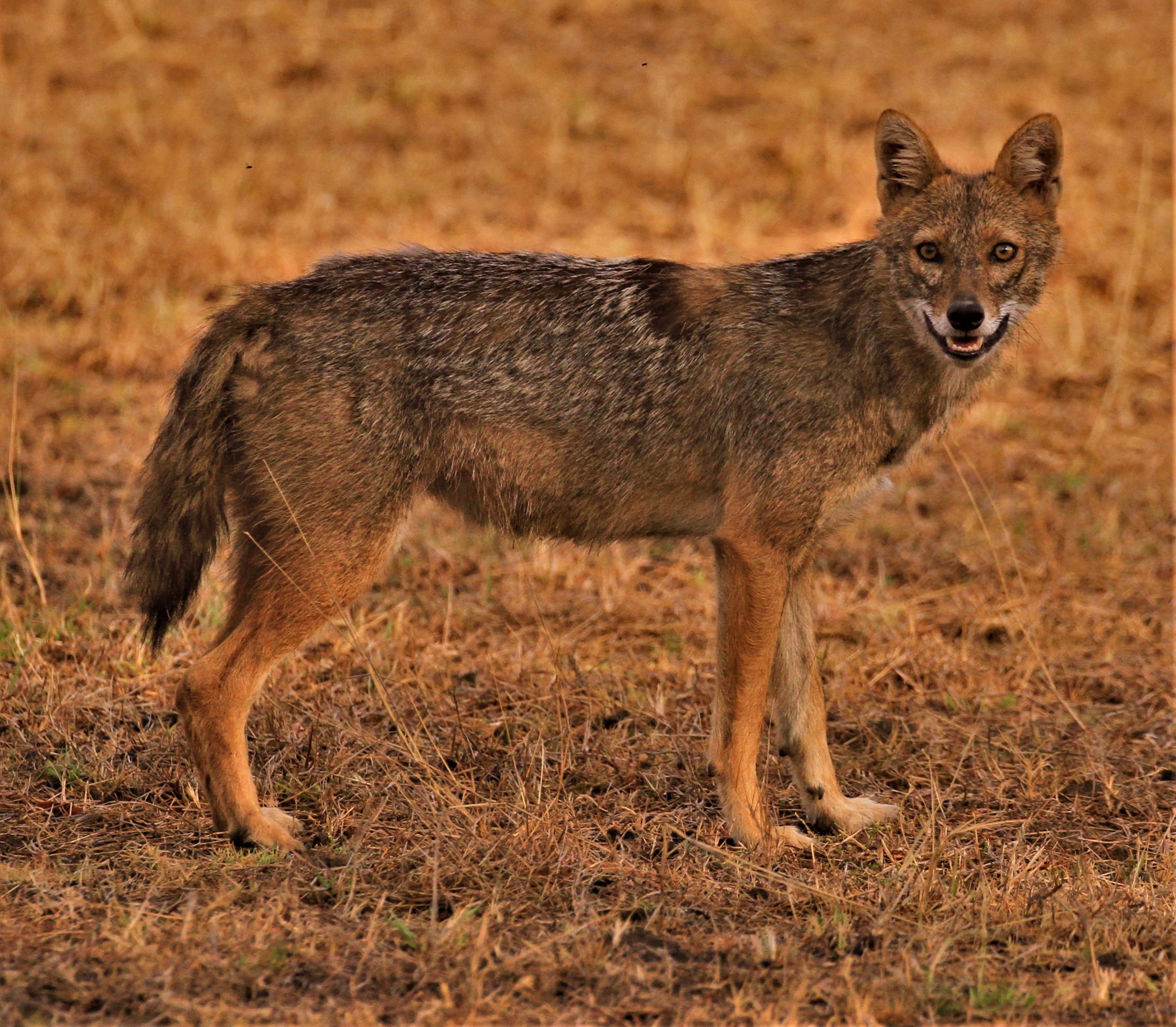 Jackal