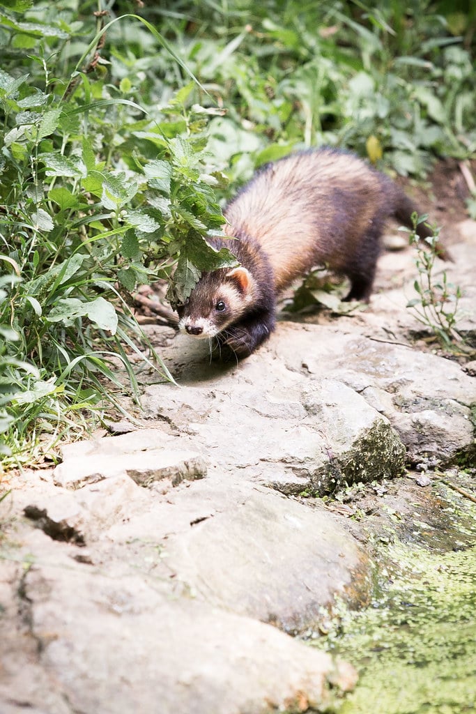 ferret ferret