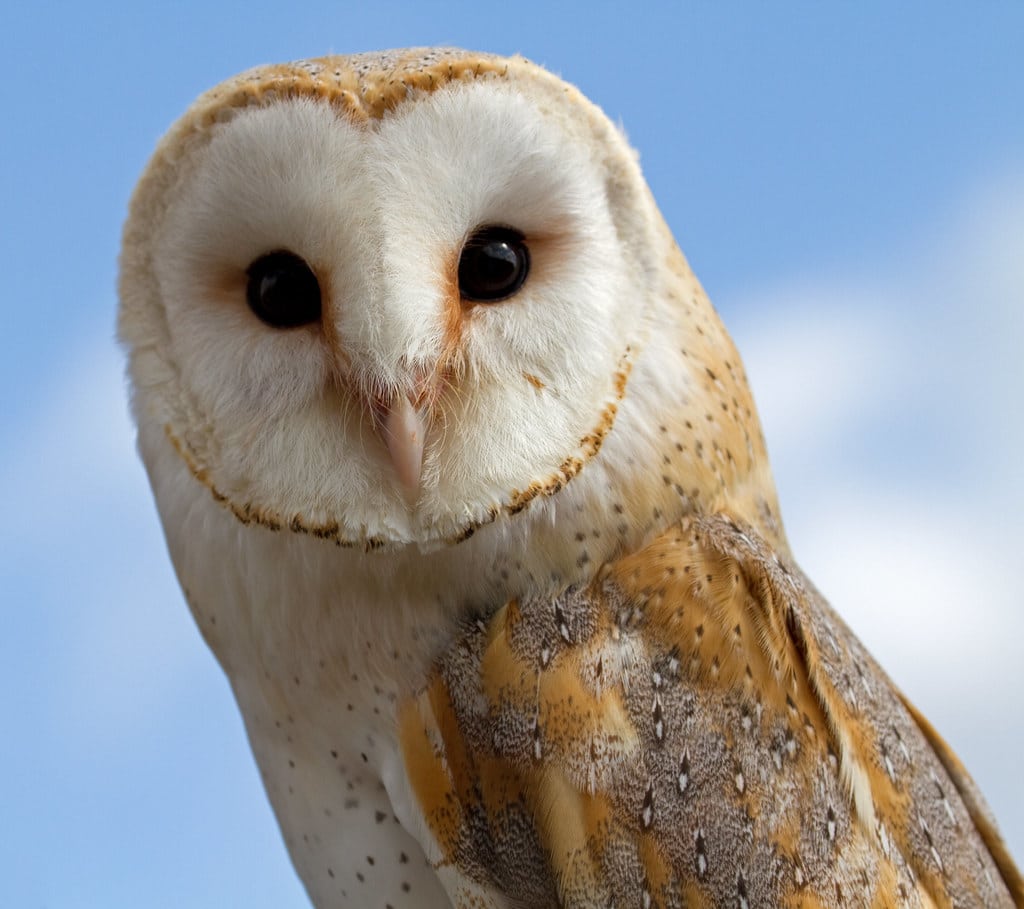 Female Barn Owl 2