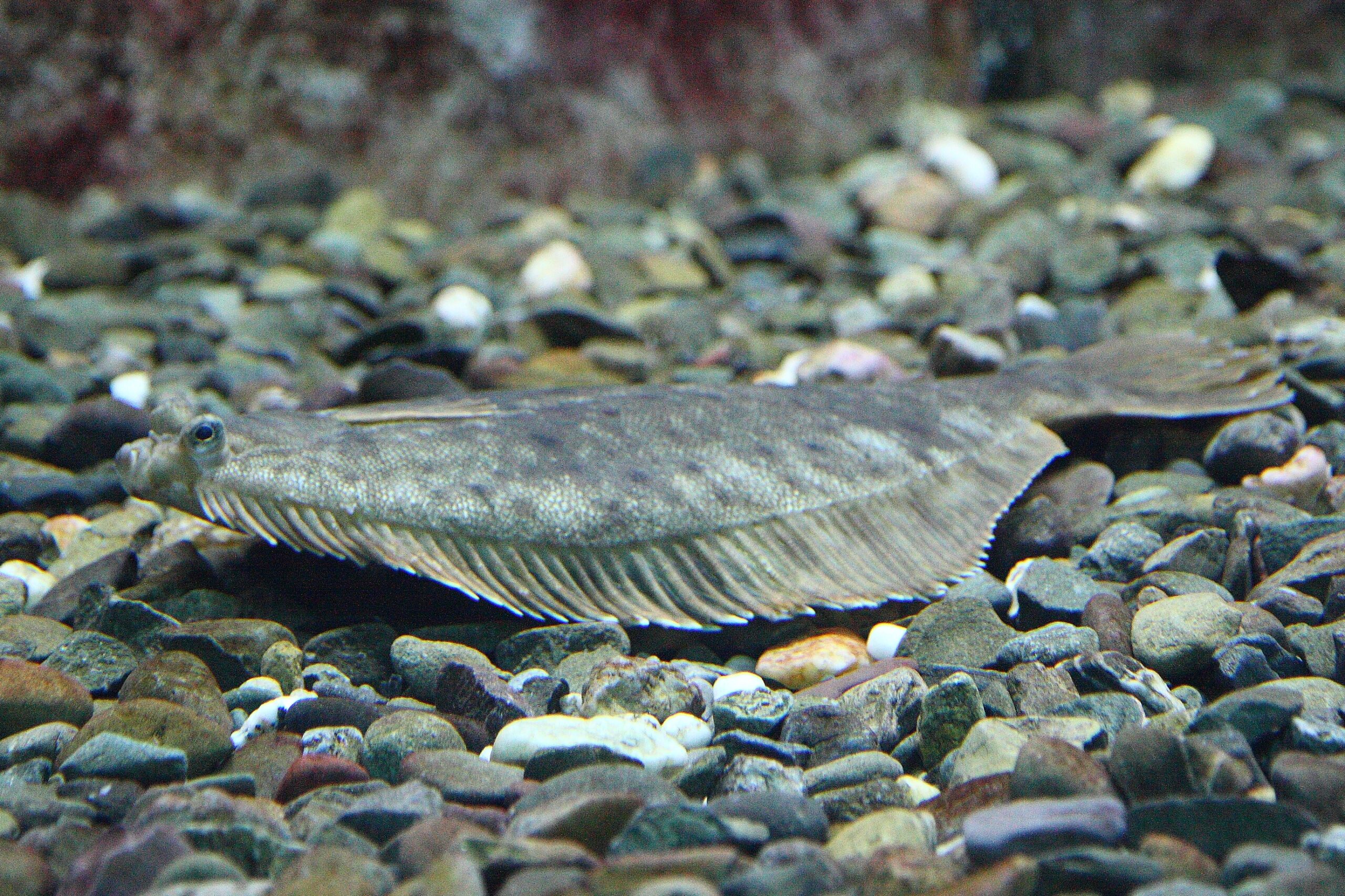 Halibut