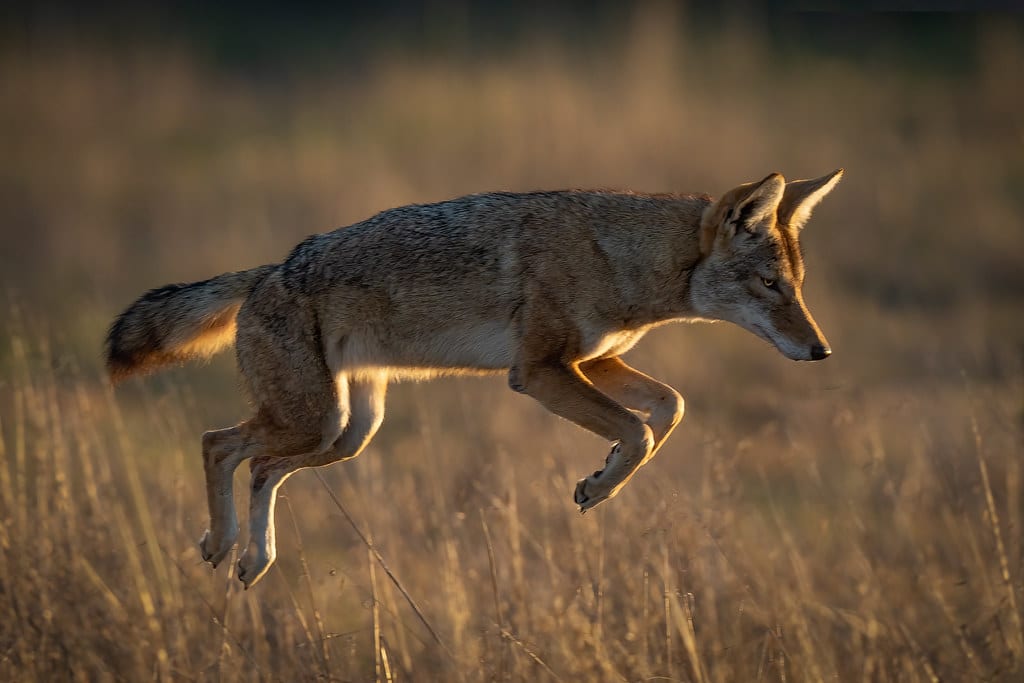 Coyote Leap – Explored Coyote Leap – Explored