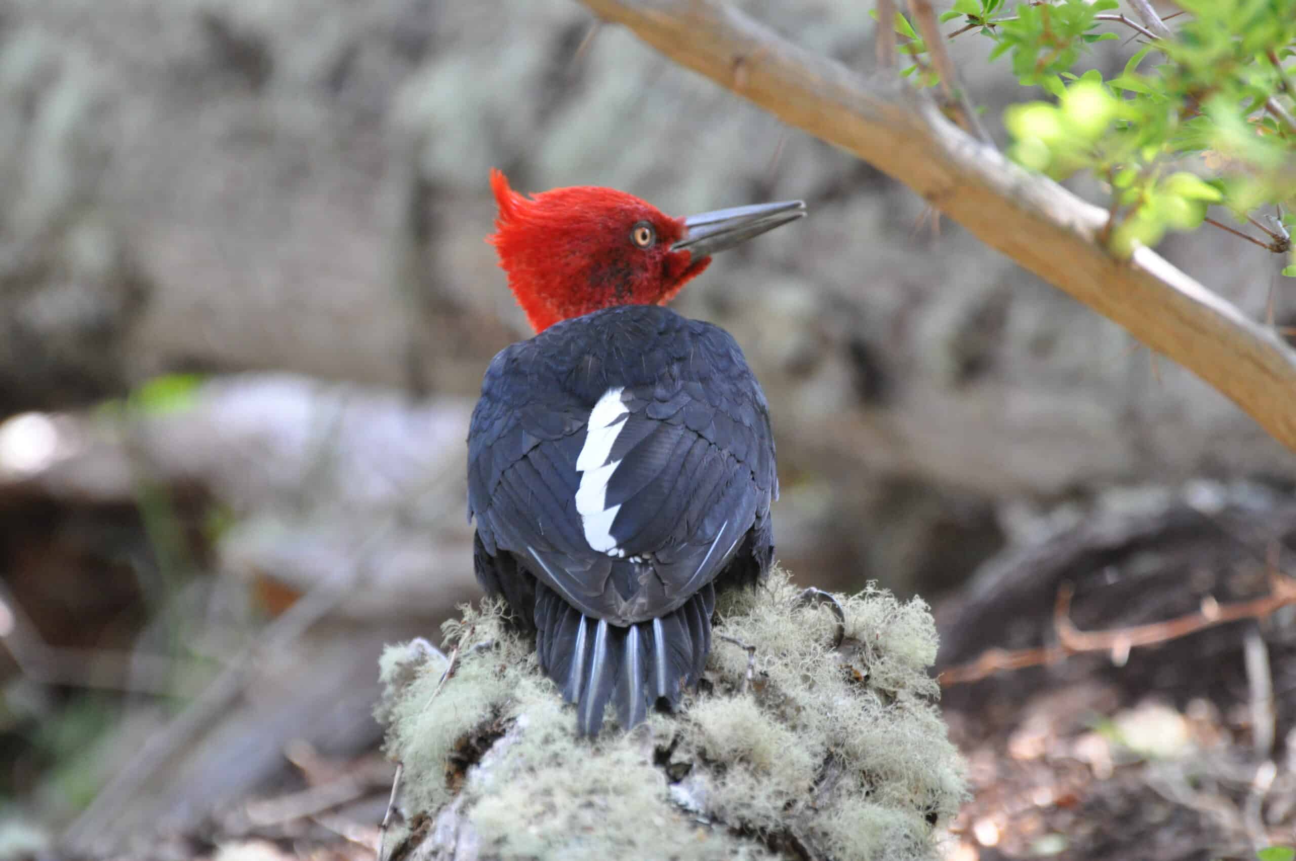 File:Magellanic Woodpecker Male (Campephilus magellanicus).jpg File:Magellanic Woodpecker Male (Campephilus magellanicus).jpg