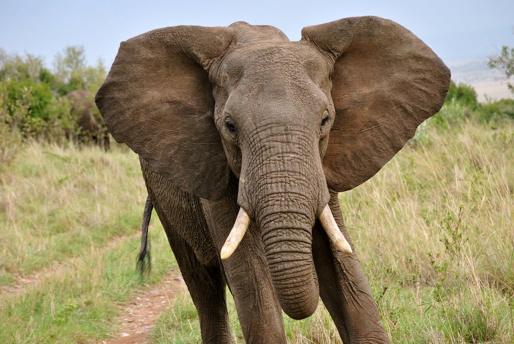 elephant ears.