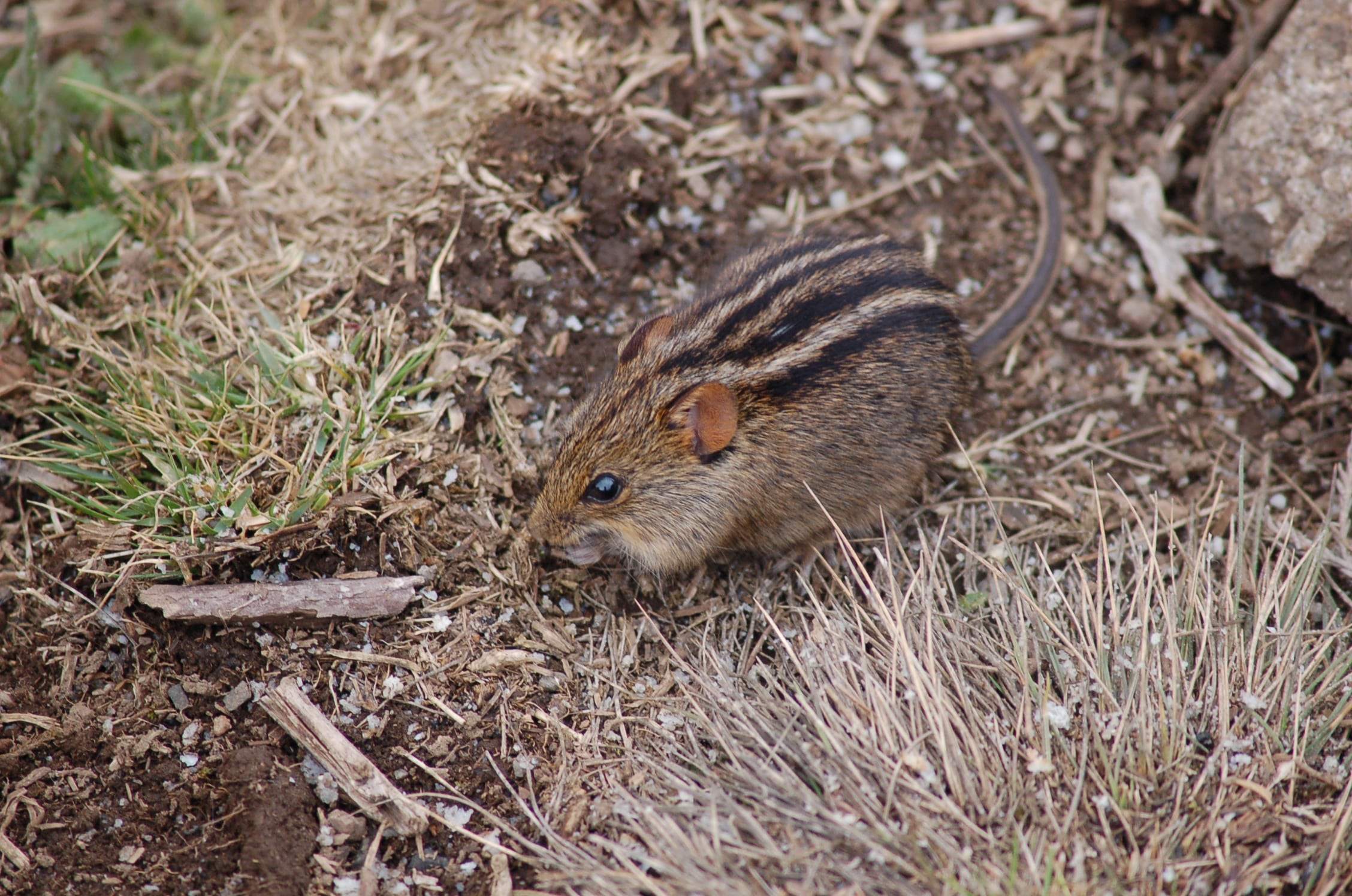 Four-striped Grass Mouse Four-striped Grass Mouse