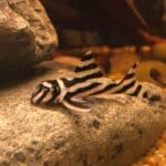 Zebra Pleco