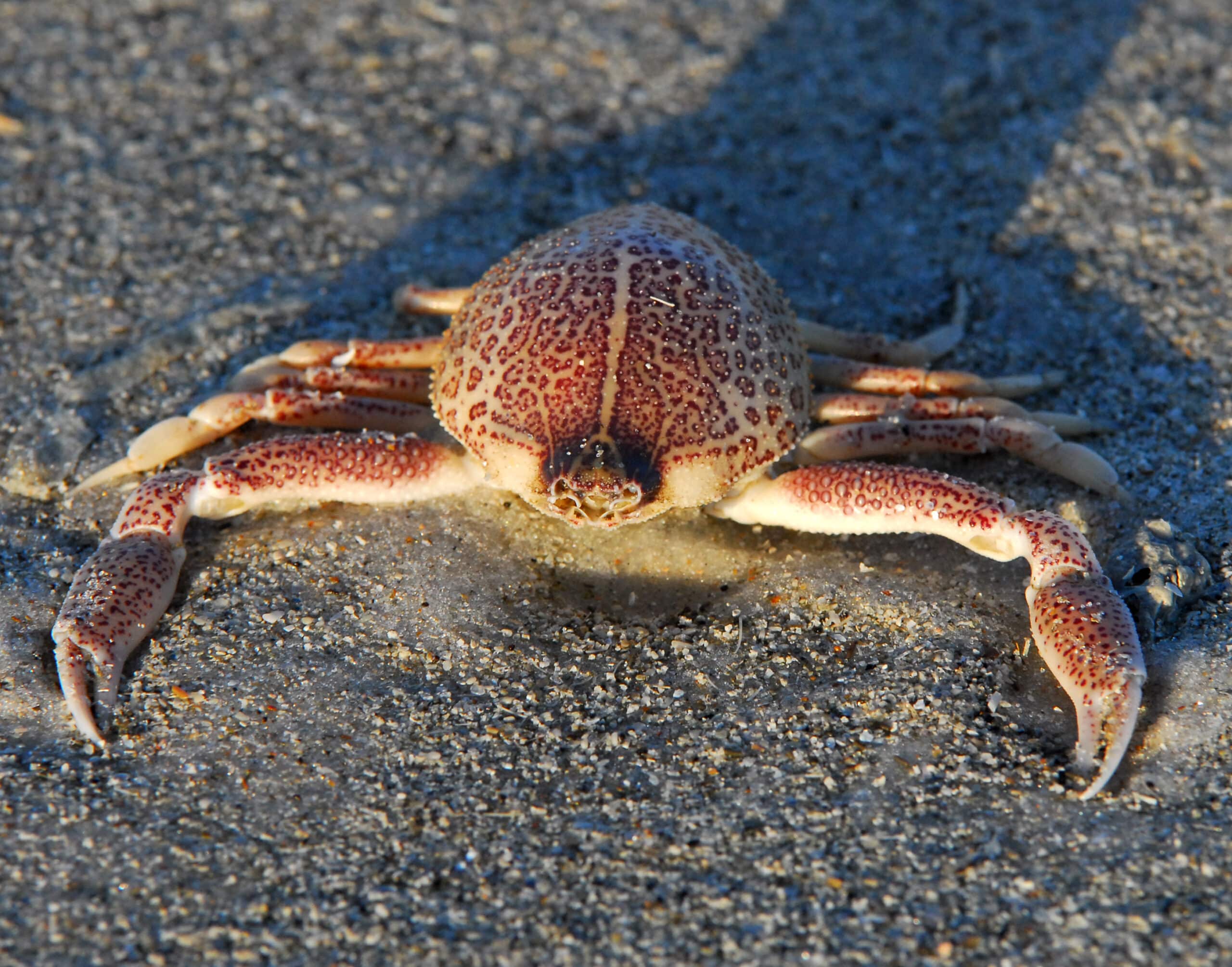 Sponge Mottled Purse Crab ( Persephona mediterranea ) – Flickr – Andrea Westmoreland