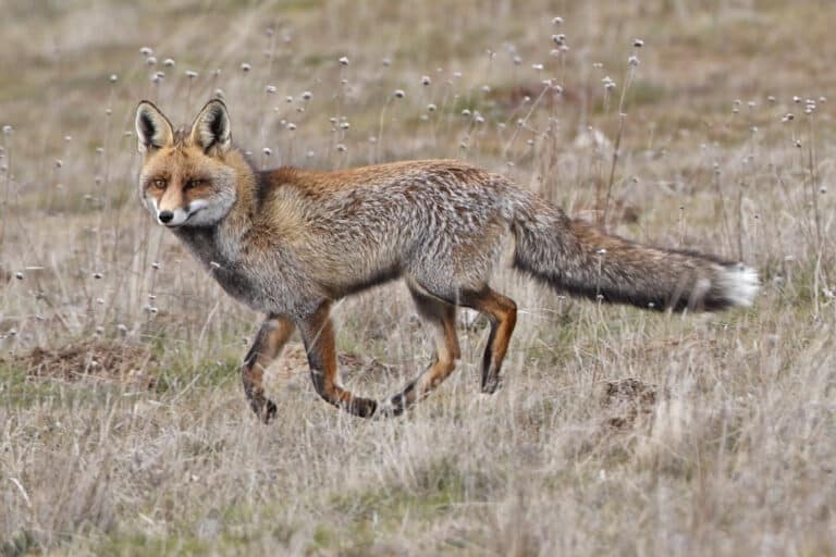 Vulpes vulpes 2 Vulpes vulpes 2