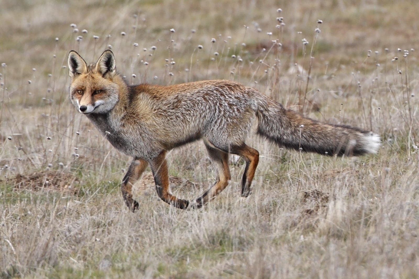 Vulpes vulpes 2 Vulpes vulpes 2