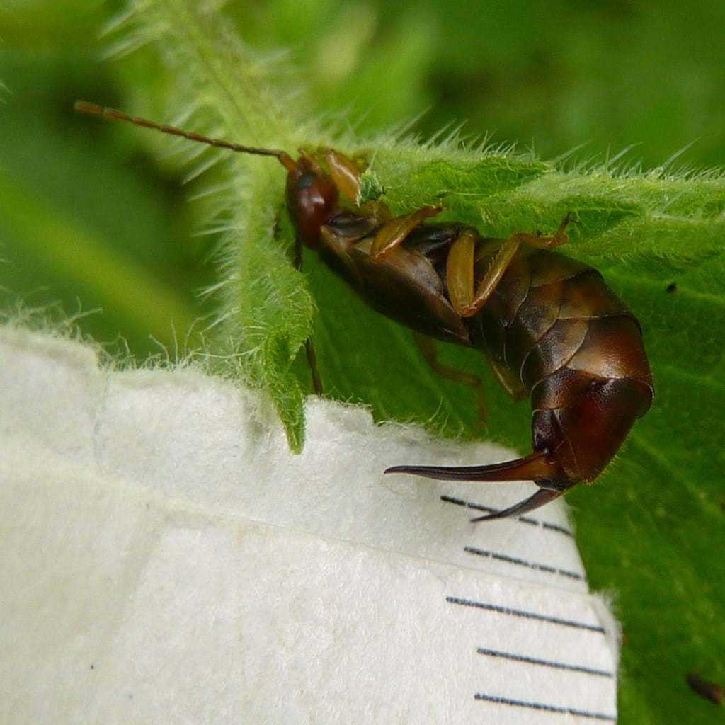 Common Earwig (f) – Forficula auricularia 1c