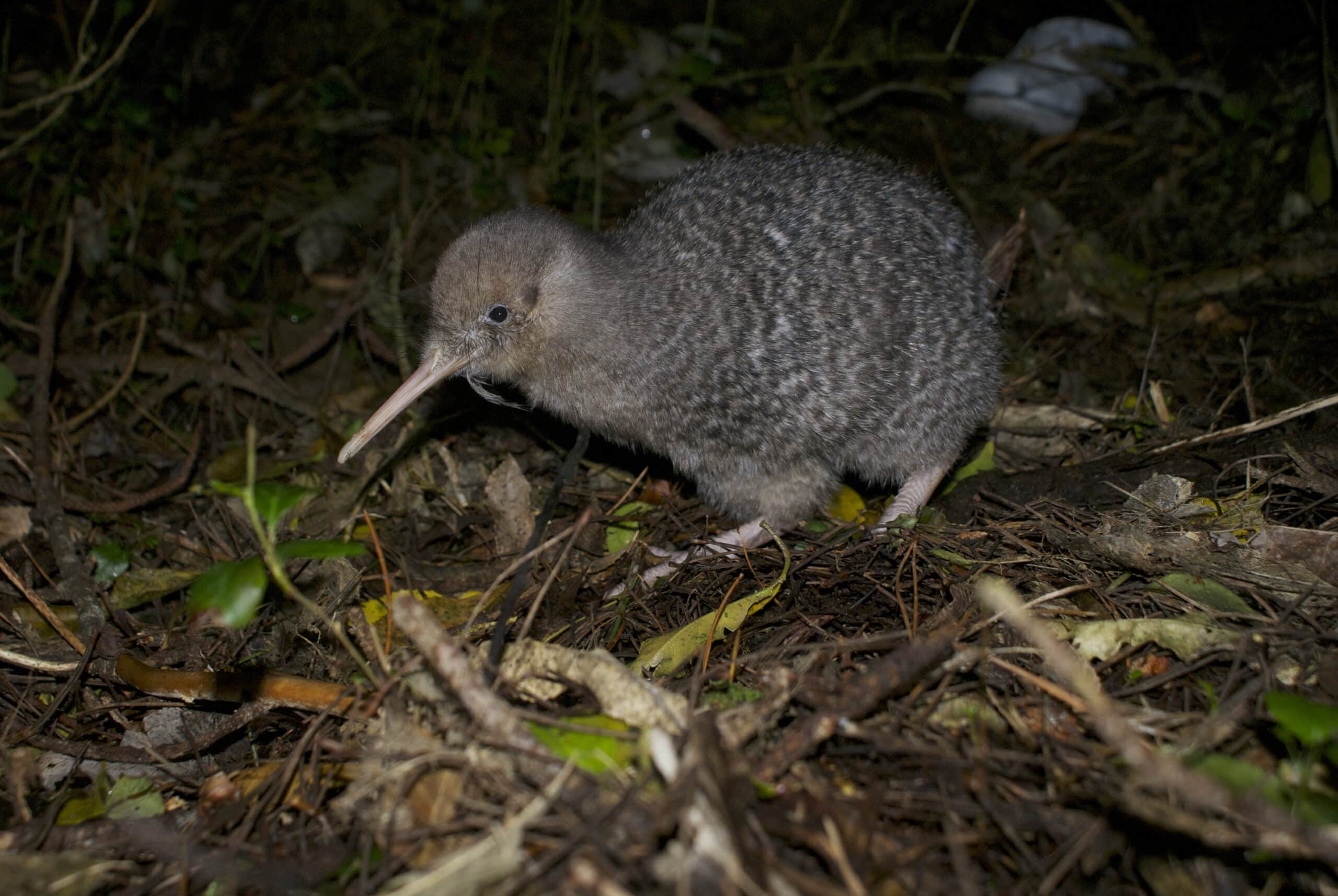 Kiwi