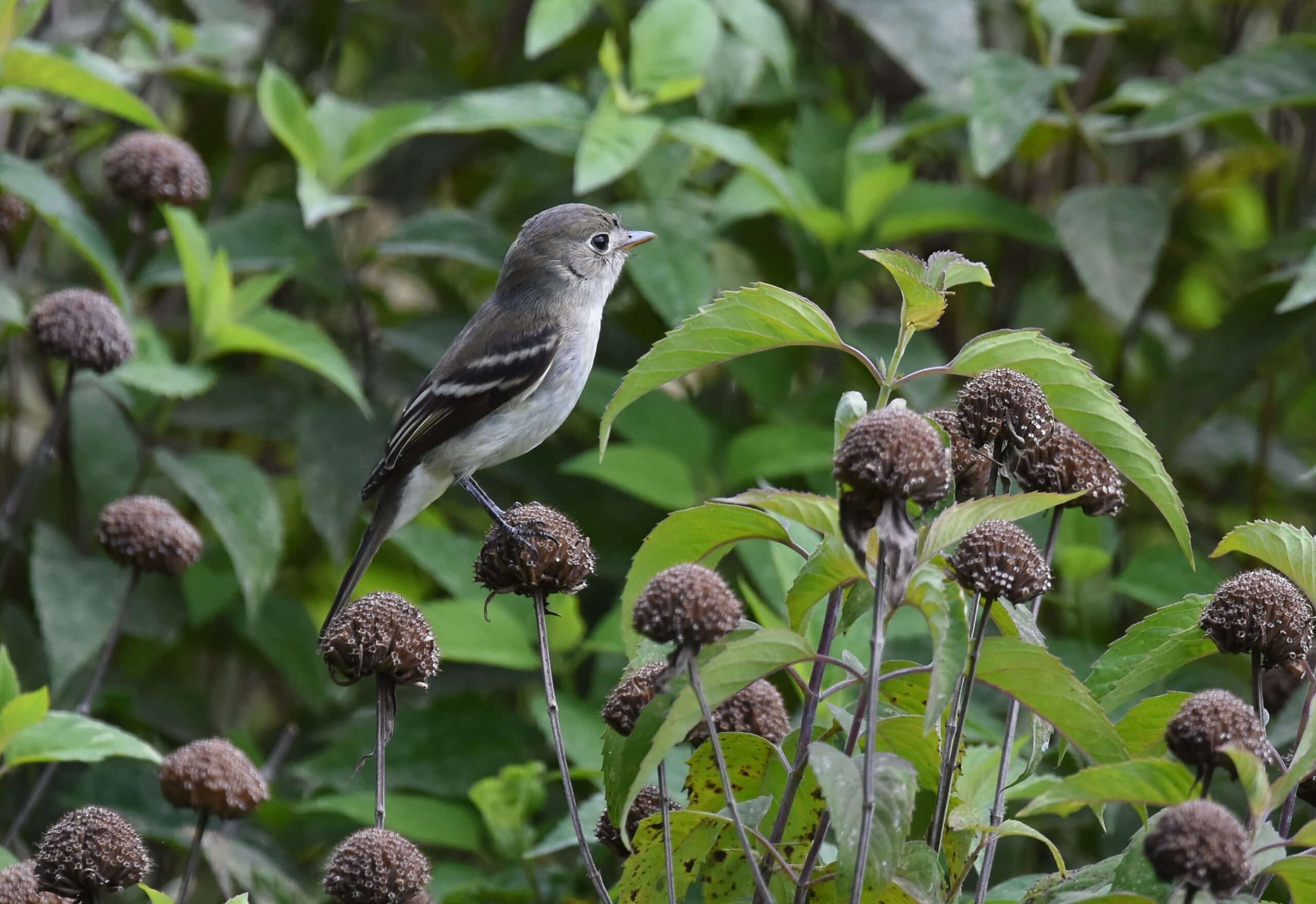 Least Flycatcher