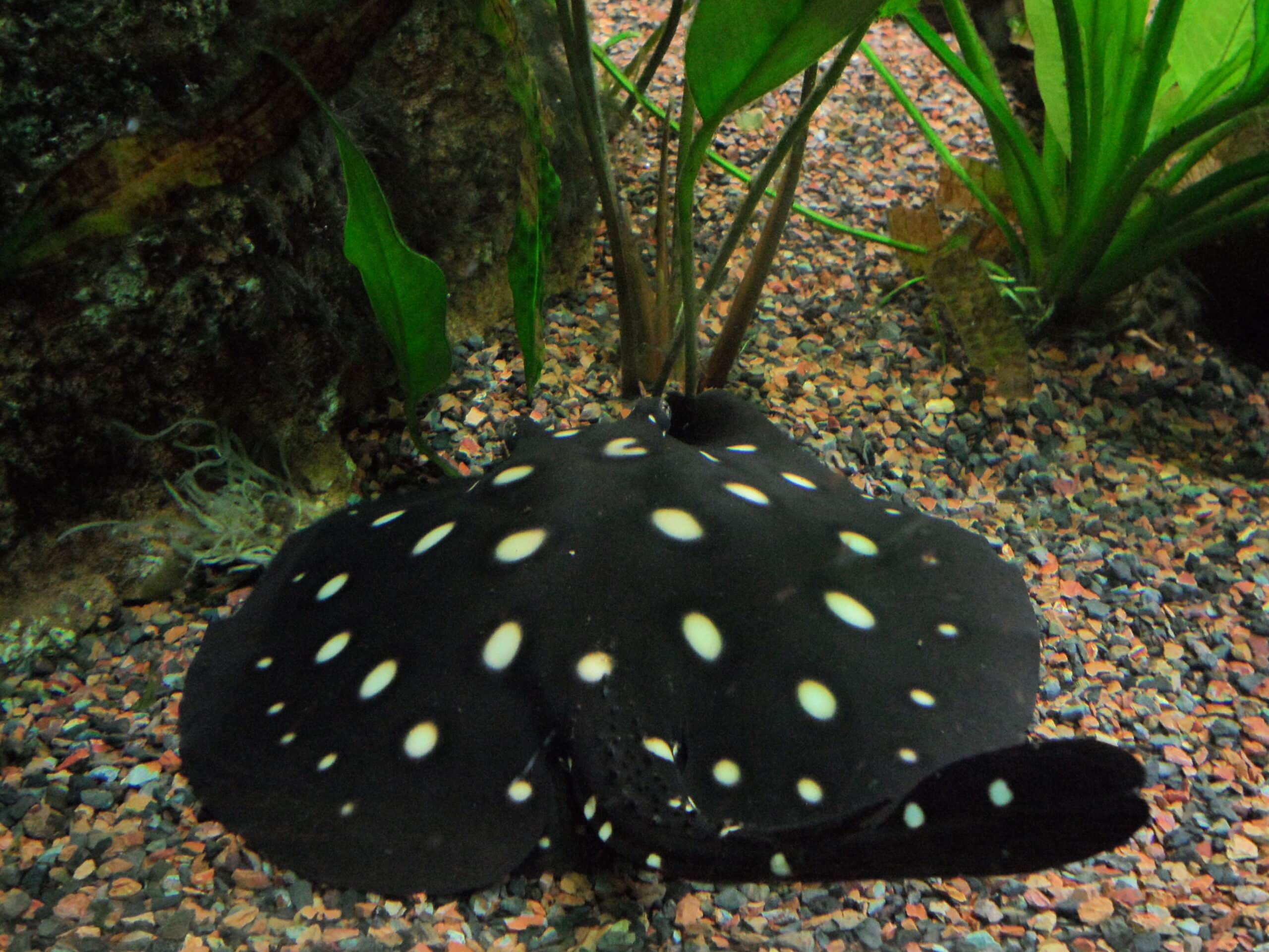 Polka-dot stingray New England Aquarium