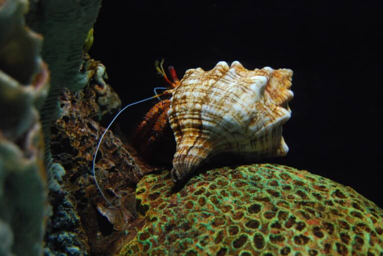 Red Leg Hermit Crab (4226640957)
