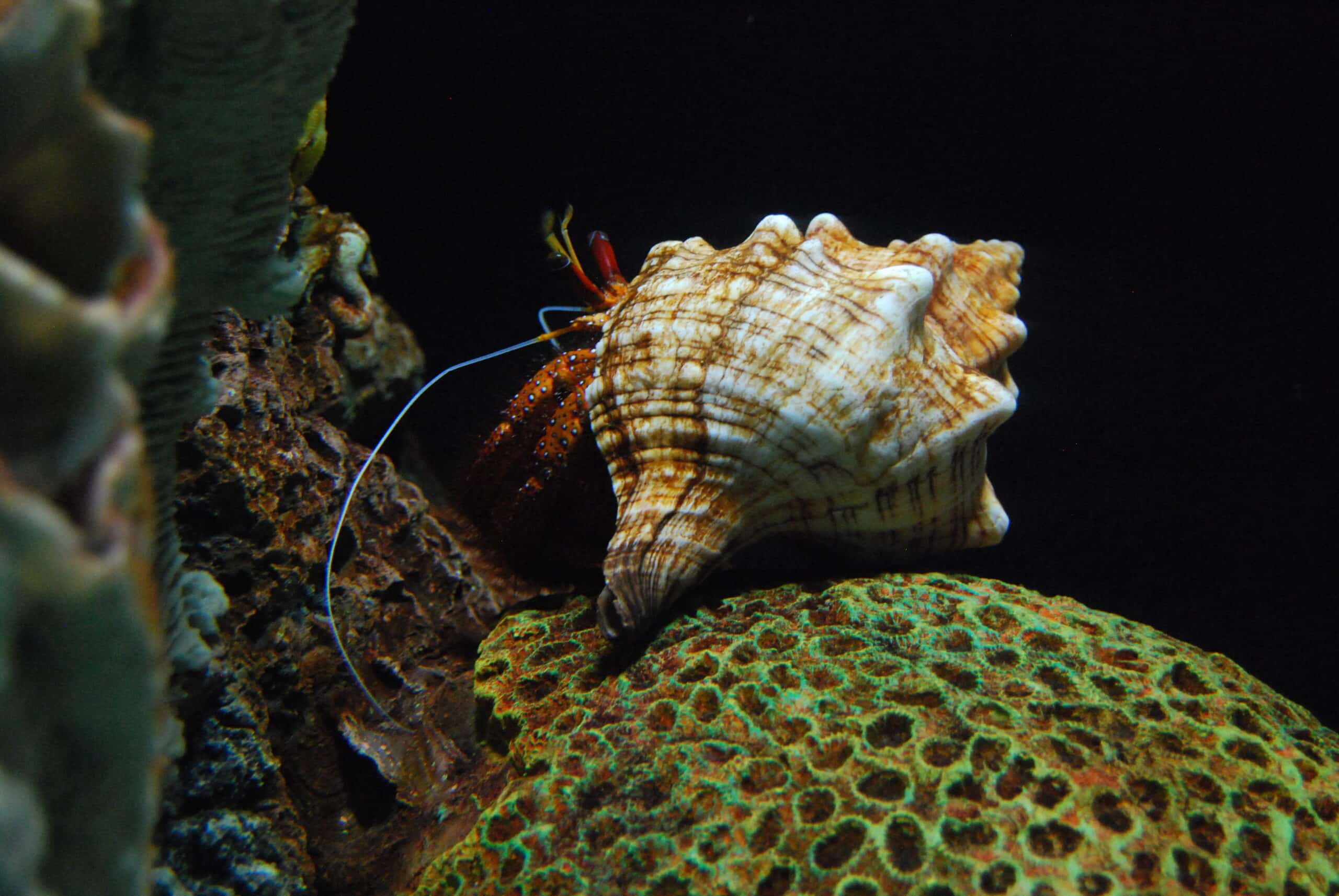 Red Leg Hermit Crab (4226640957)