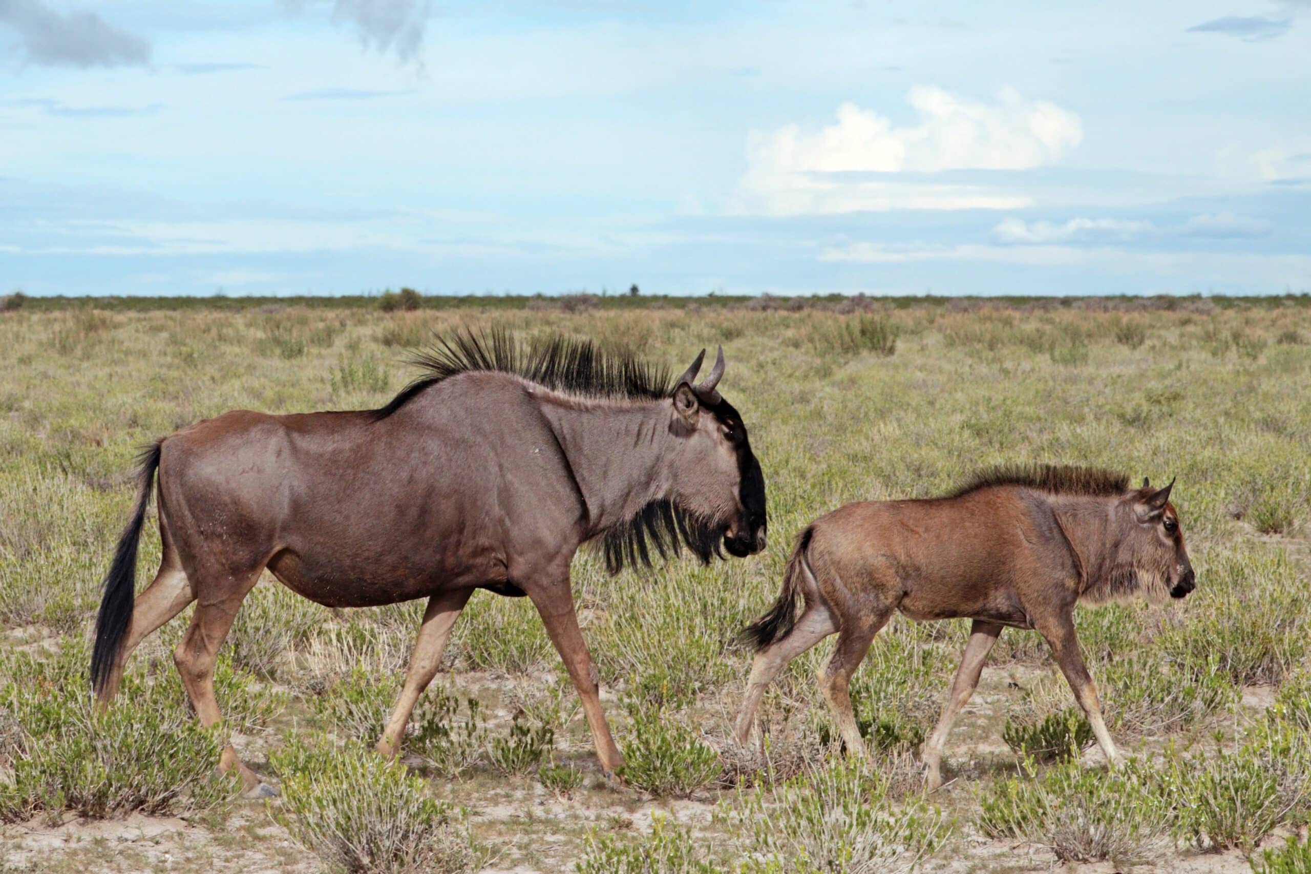 Blue wildebeest (Connochaetes taurinus taurinus) female and calf