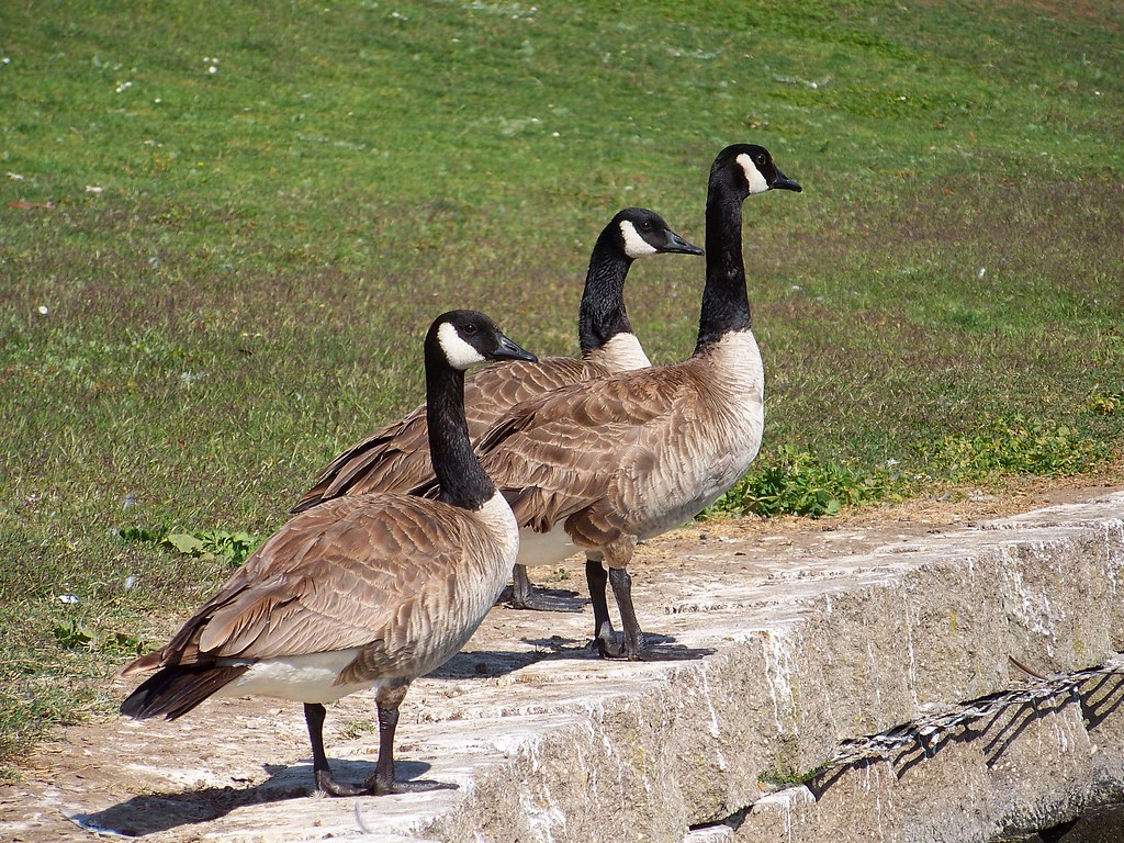 ducks
