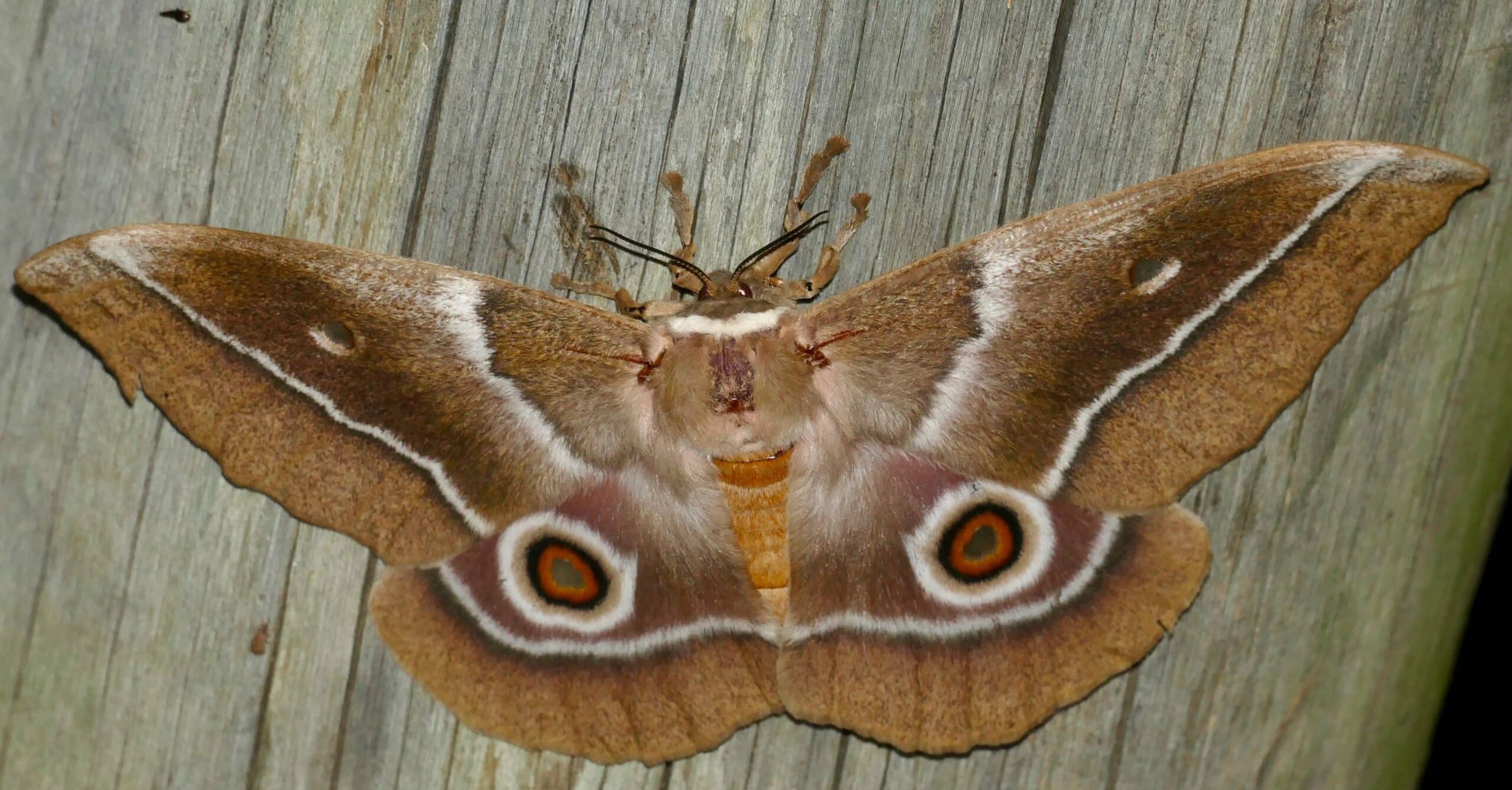 Day 48 Mopane Emperor Moth (Gonimbrasia belina) female … (53763862865) Day 48 Mopane Emperor Moth (Gonimbrasia belina) female … (53763862865)
