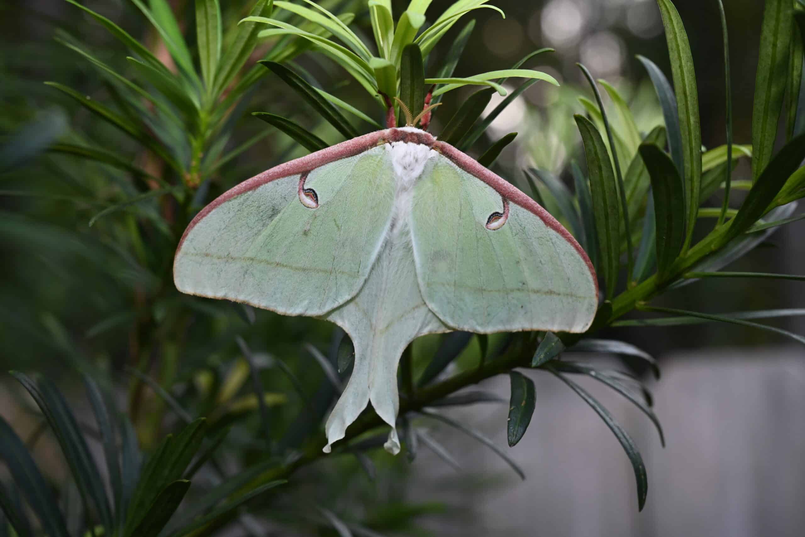 Luna Moth