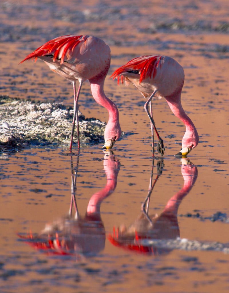 Flamingo