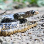 Indigo Snake