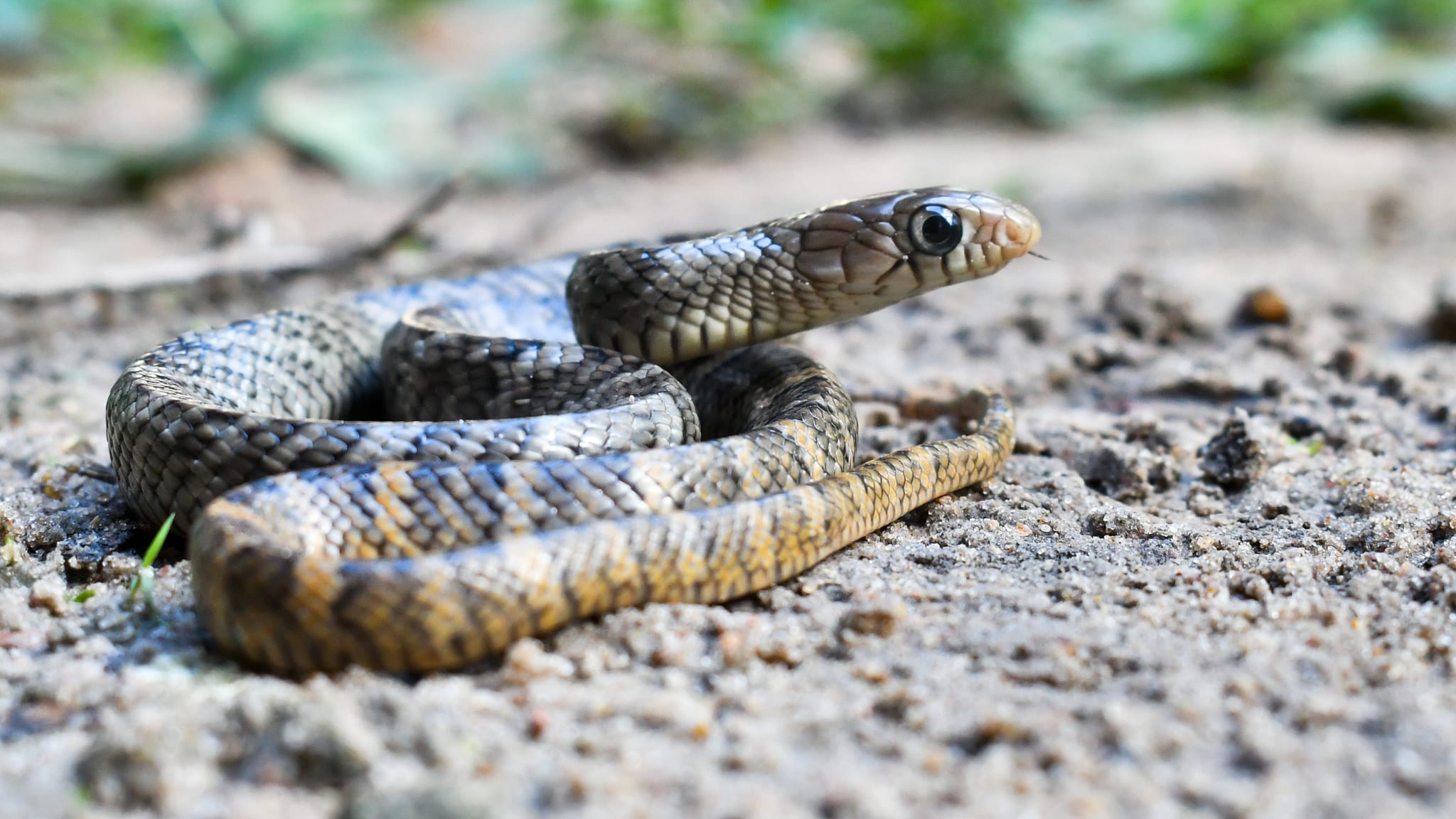 Indigo Snake