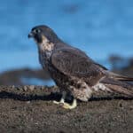 Peregrine Falcon