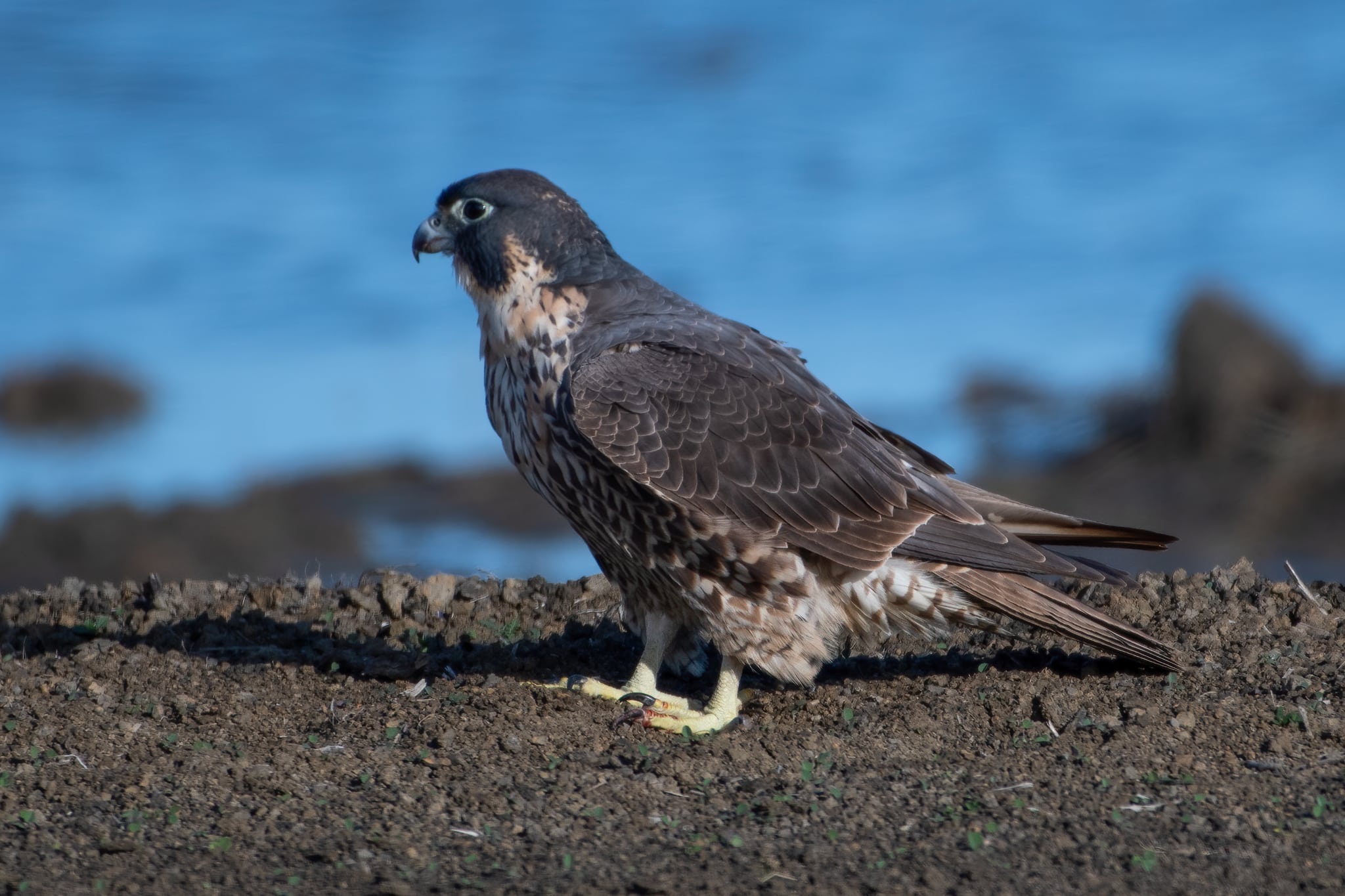 Peregrine Falcon