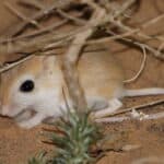 Gerbil