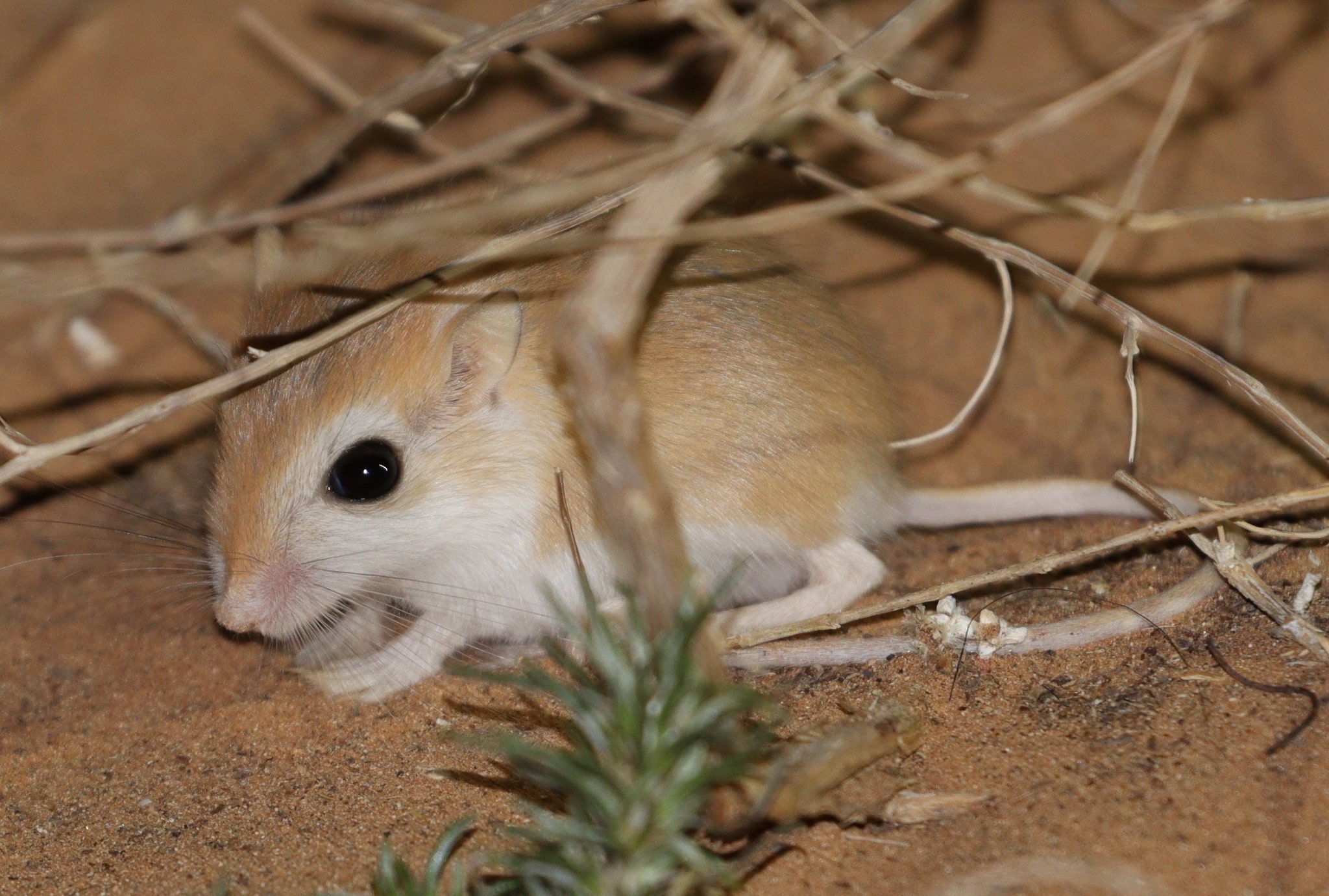 Gerbil