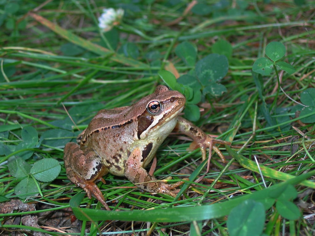 Rana temporaria ssp. (Pyrénées Orientales 66)