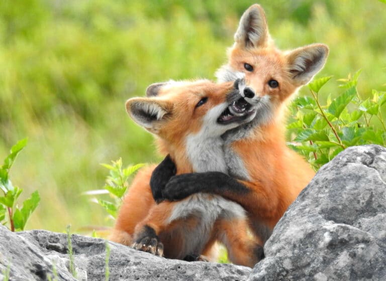 Vulpes vulpes ssp fulvus 6568061 Vulpes vulpes ssp fulvus 6568061