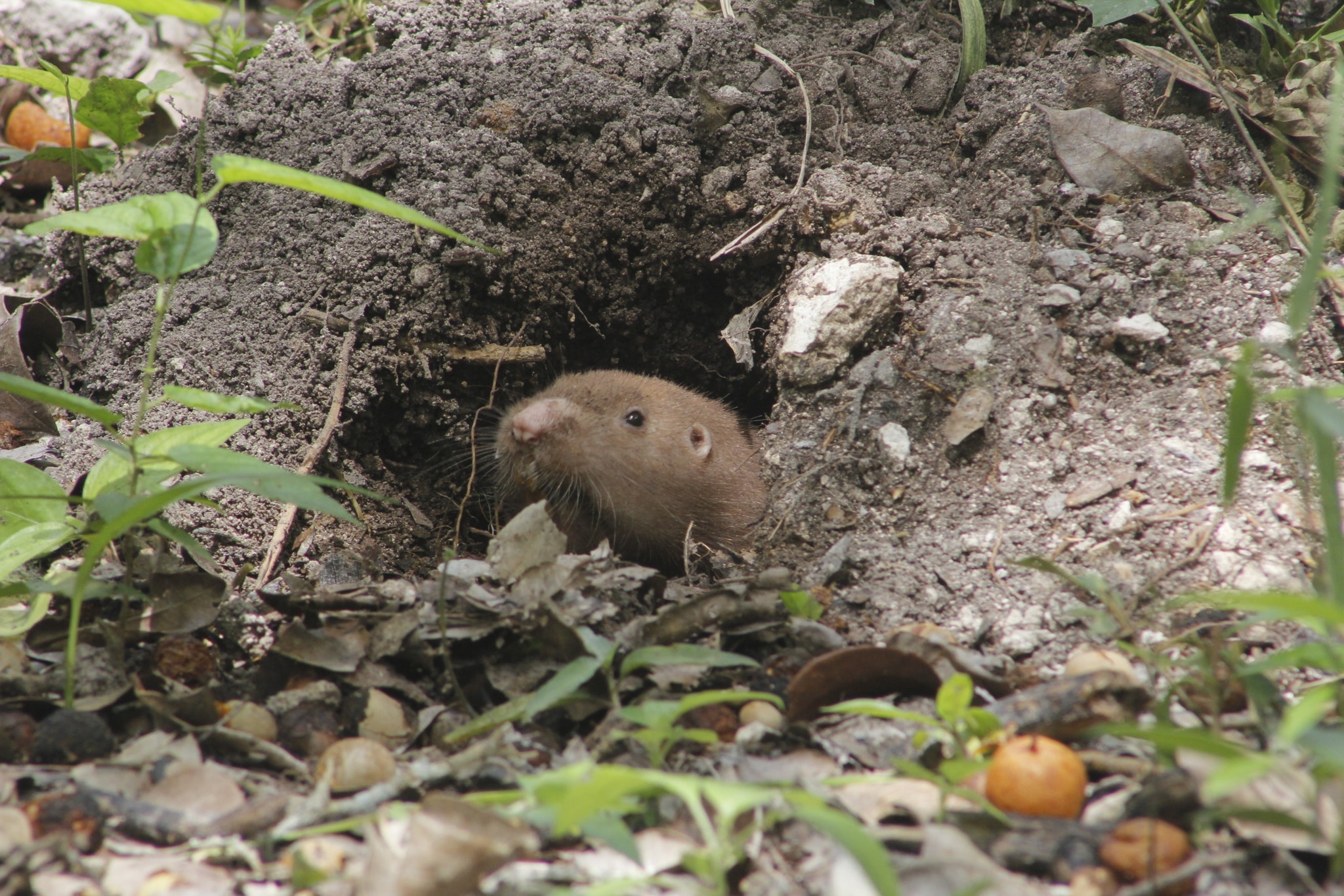 Hispid Pocket Gopher imported from iNaturalist photo 68114167 on 11 April 2024