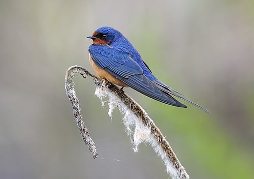 Barn Swallow (Hirundo rustica)